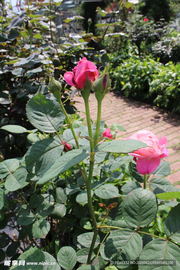 粉色月季花