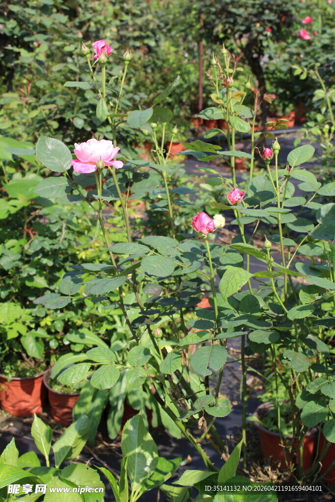 粉色月季花