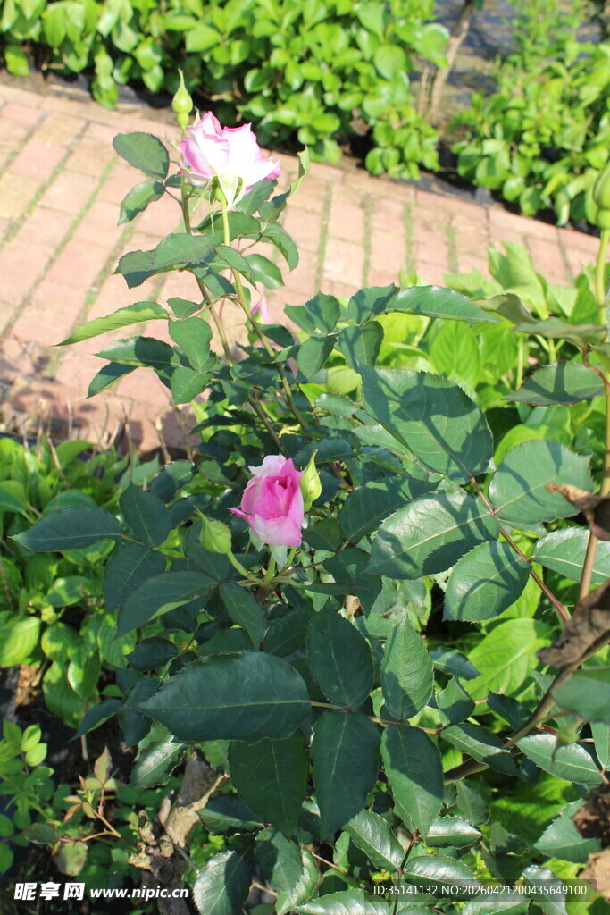 粉色月季花