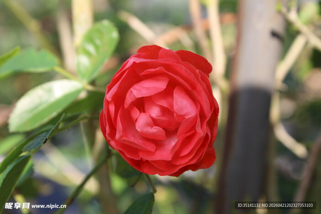 蔷薇花
