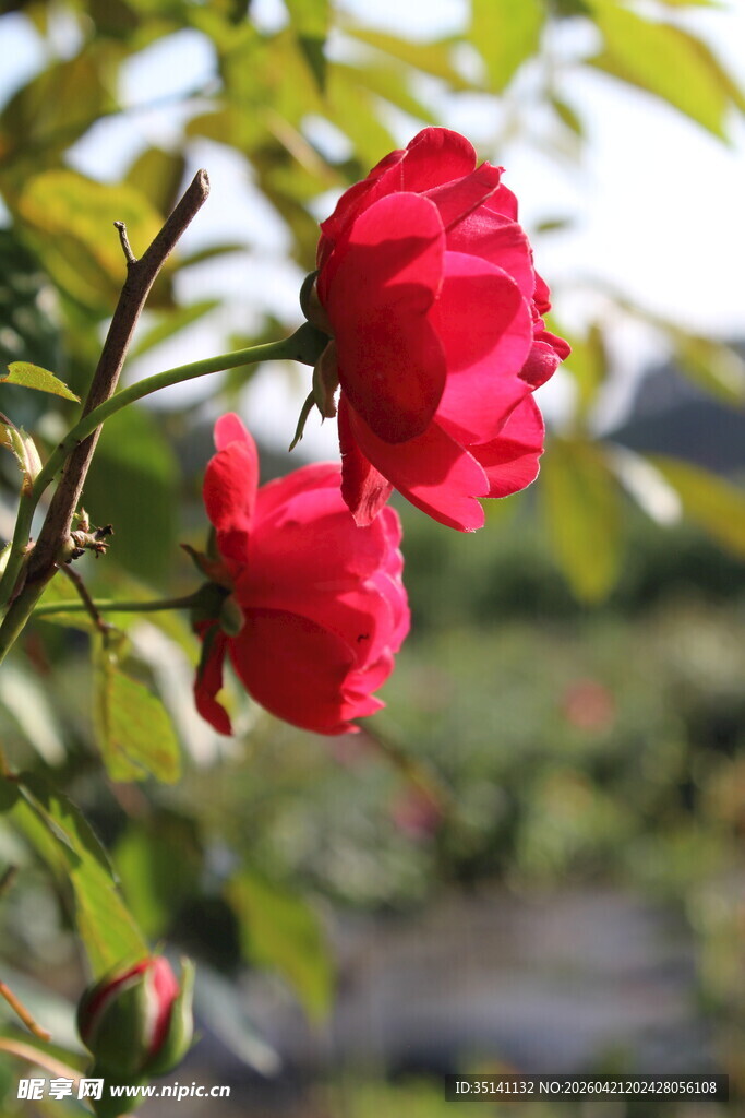 蔷薇花