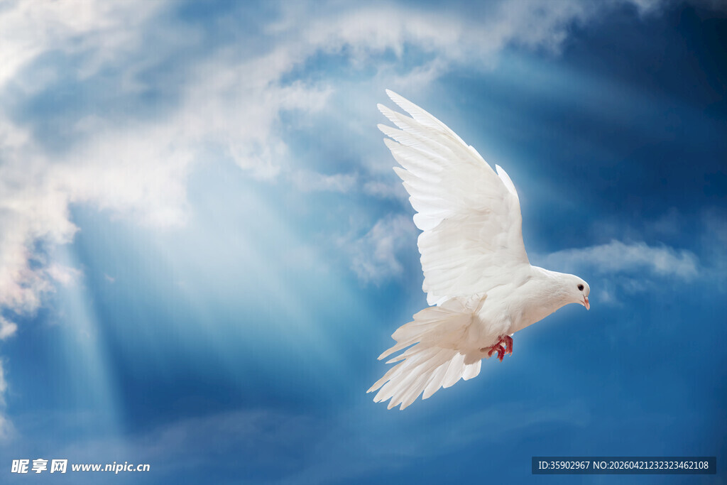 白鸽翱翔于蓝天
