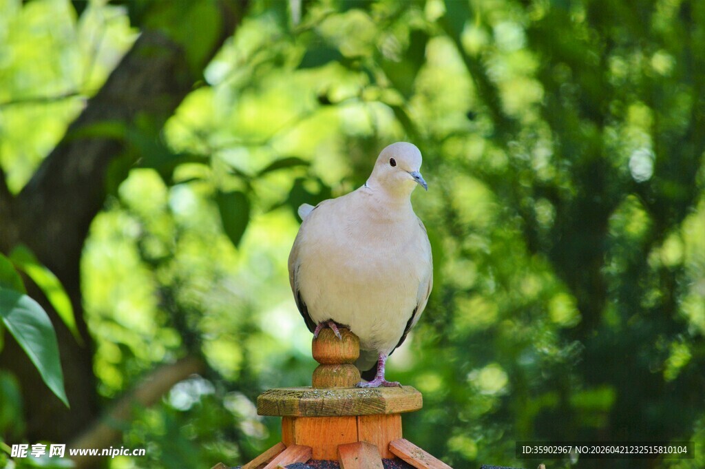 白鸽立于绿植环绕的器物上