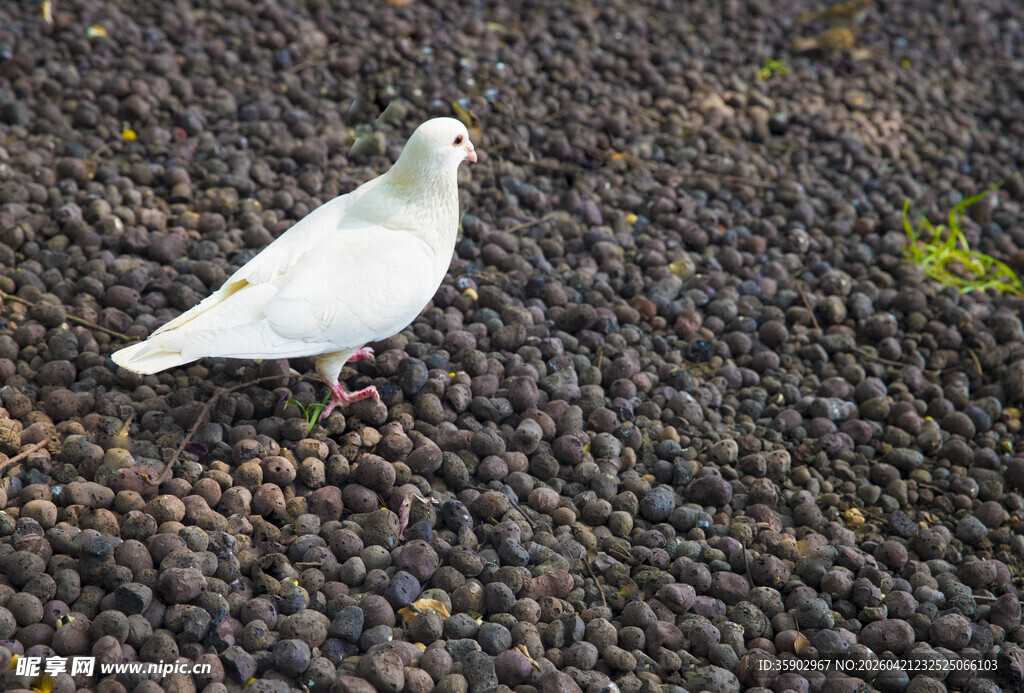 地面上的一只白鸽