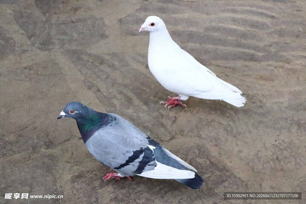两只鸽子于地面休憩
