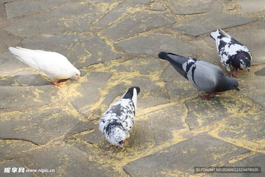 地面上觅食的几只鸽子