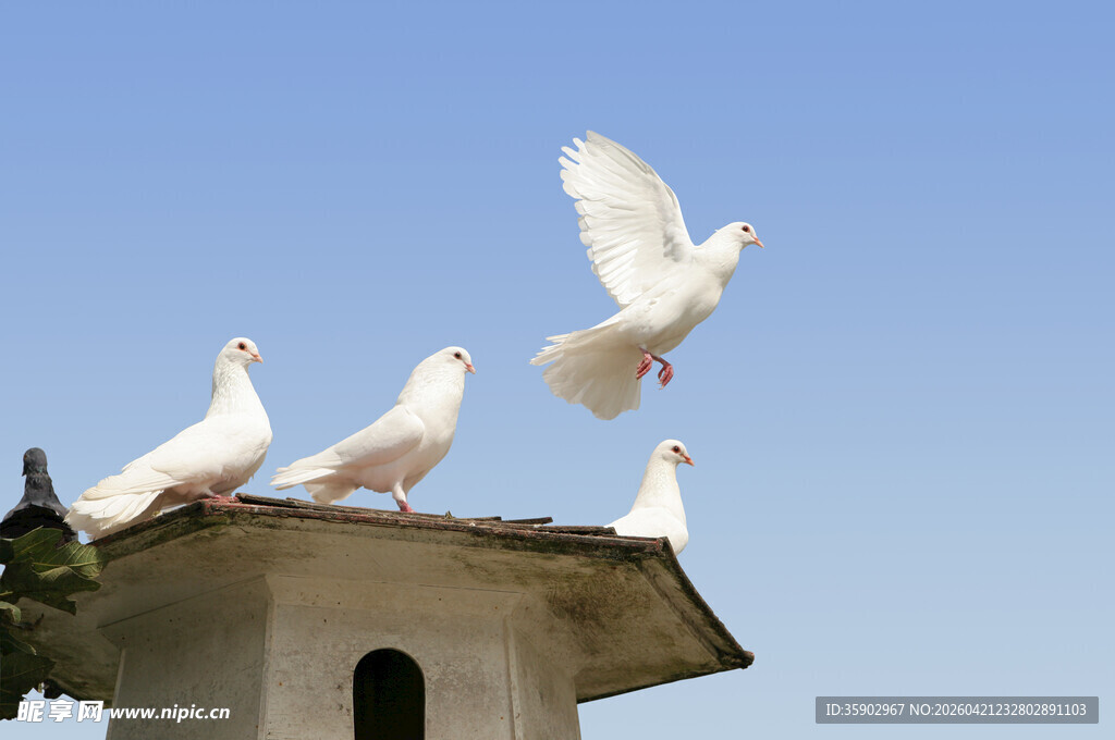 屋顶白鸽展翅飞翔