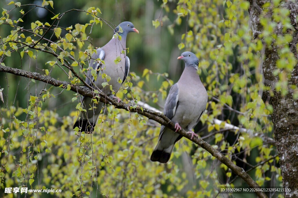 枝头双鸽