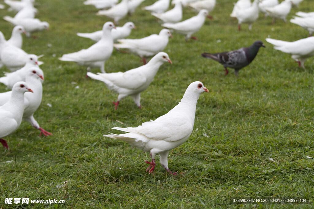 草地上的白鸽与灰鸽