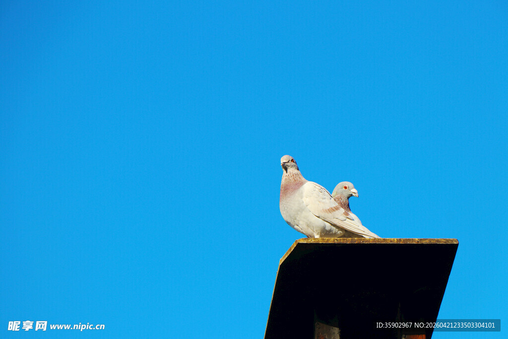 蓝天白鸽立于屋顶