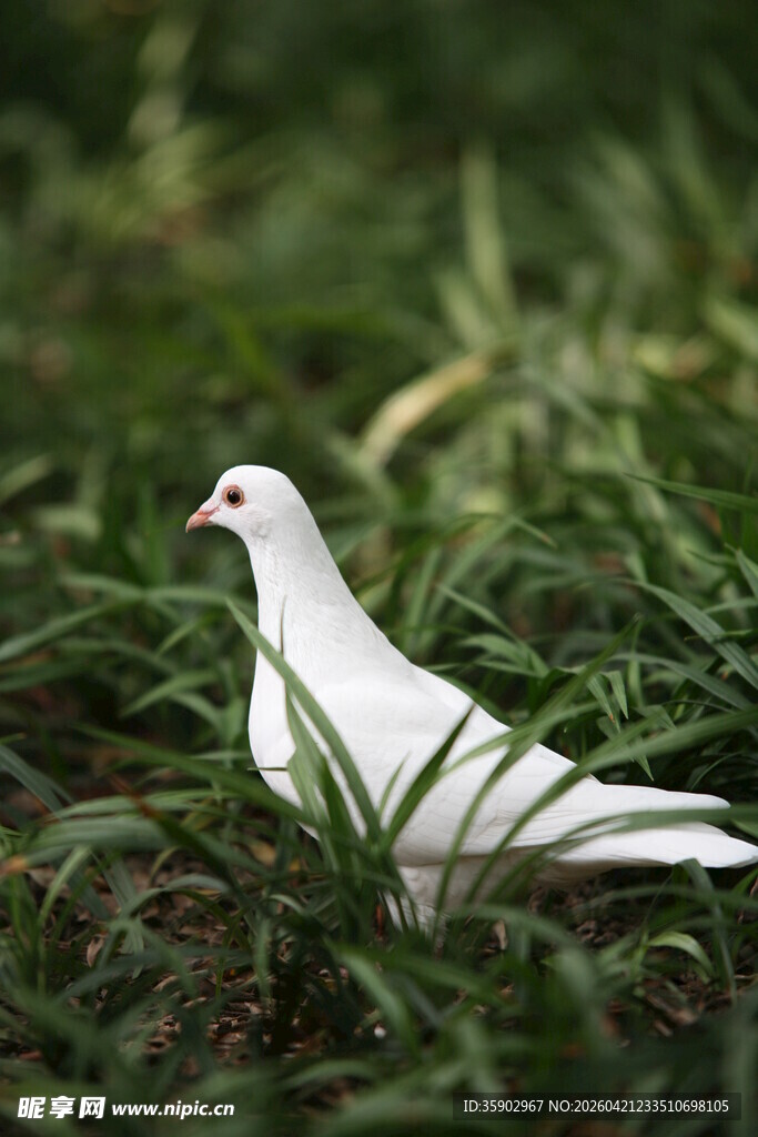 草地上的白鸽