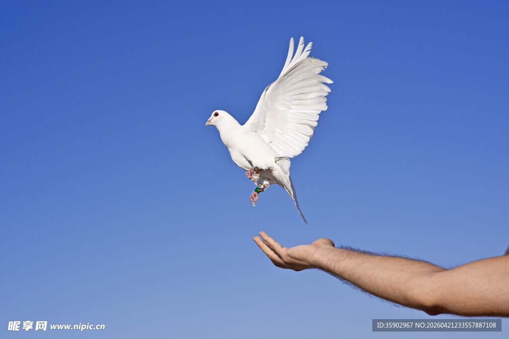 手托白鸽蓝天之下的美好