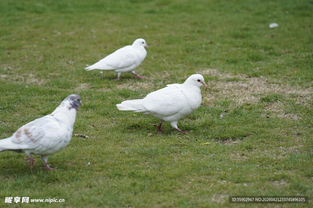 草地上的三只白鸽