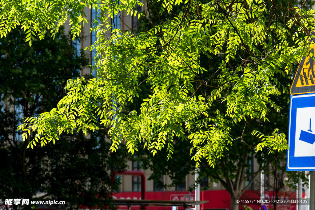 绿叶繁茂的街边景致