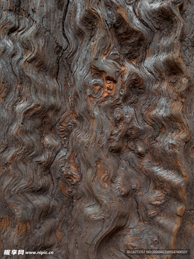 粗糙树皮纹理特写