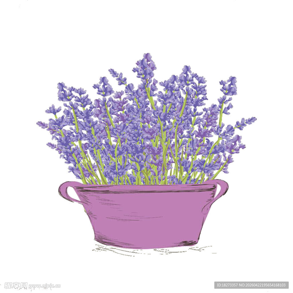 薰衣草