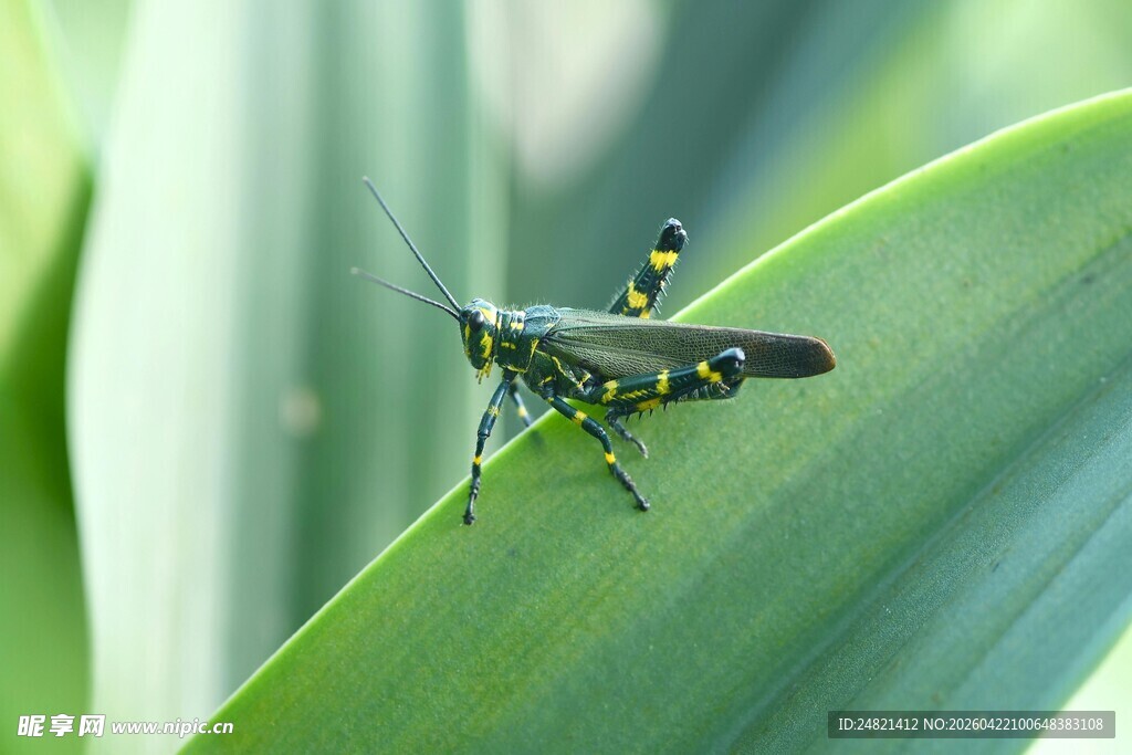 绿叶上的绿黑相间小昆虫