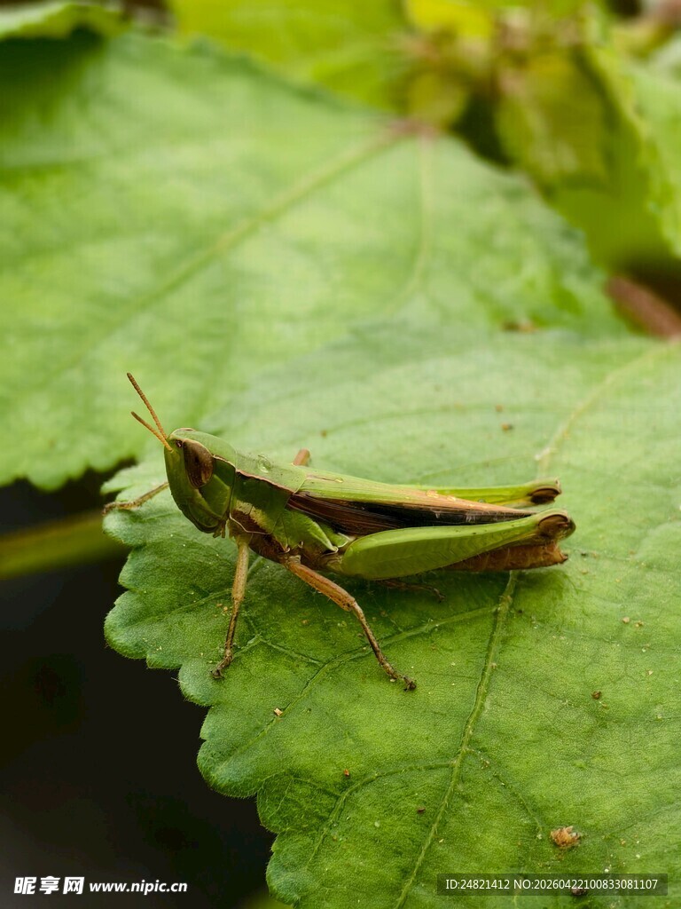 绿叶上的蚱蜢
