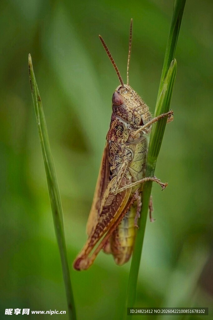 草丛中的褐色蚂蚱