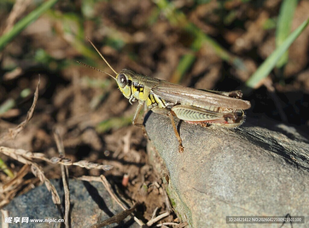 岩石上的绿色蚂蚱