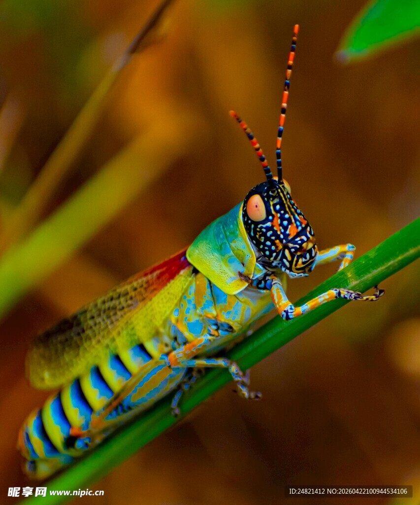 多彩蚂蚱栖息于绿叶间