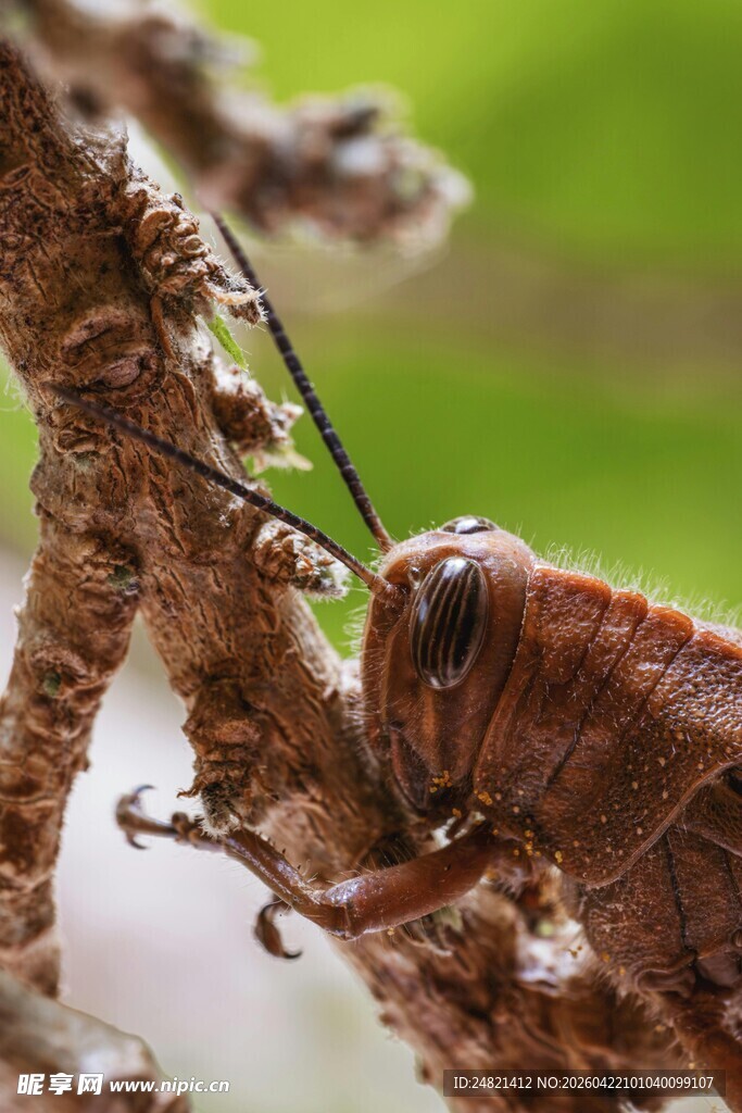 树枝上的棕色蝗虫