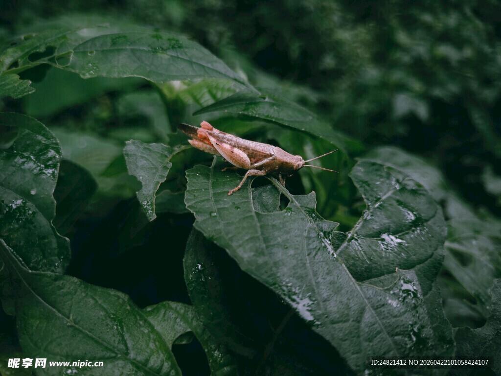 绿叶上的橙色蚂蚱