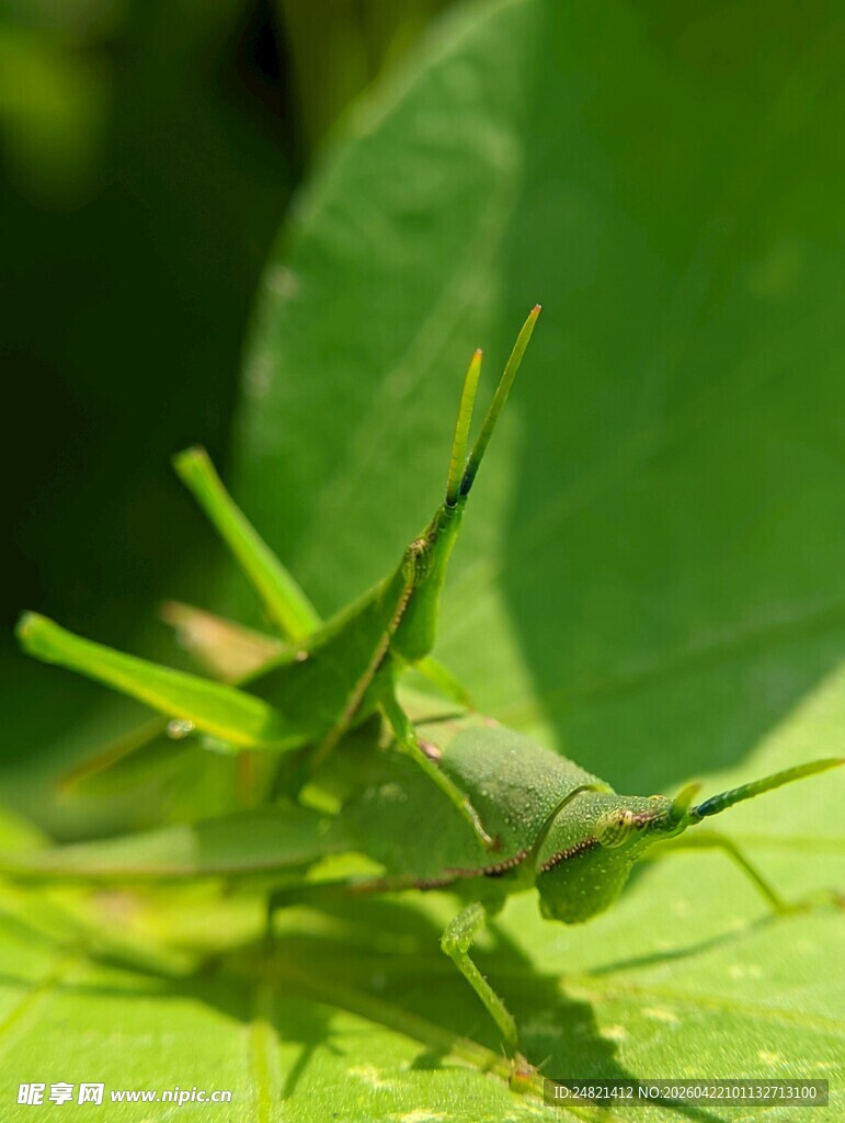 绿叶上的绿色蚂蚱
