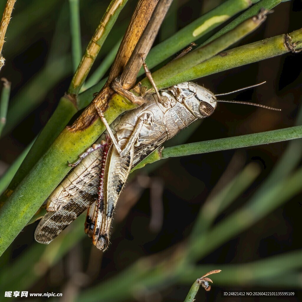草丛中的灰褐色蚂蚱