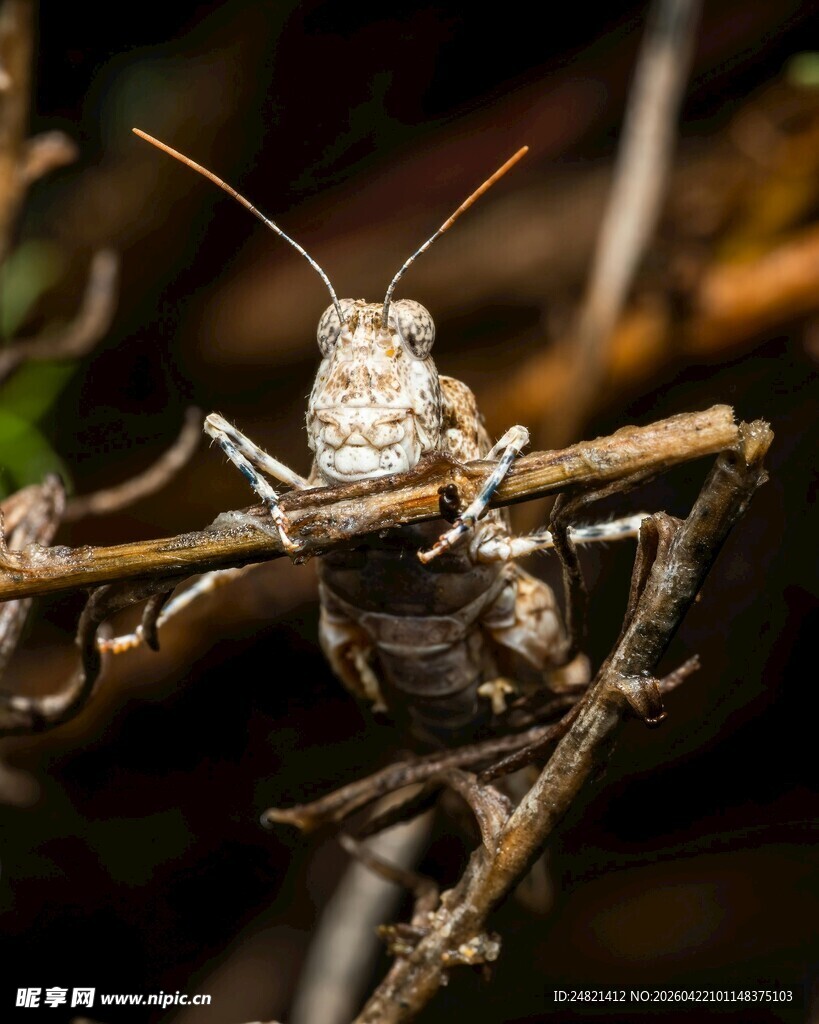 栖息于枝头的蚱蜢