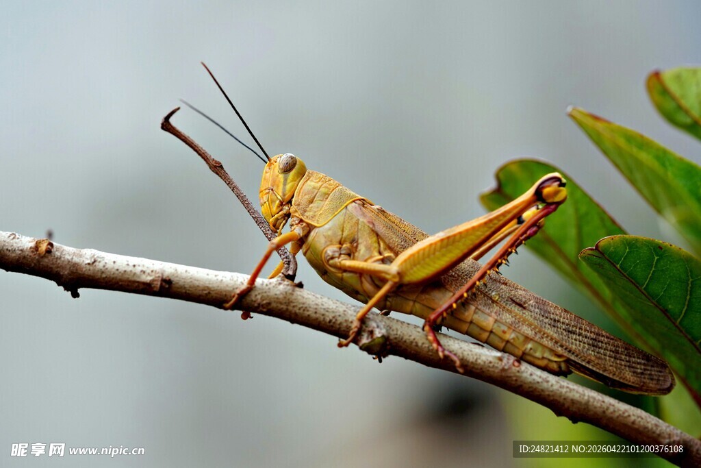 树枝上的黄褐色蚂蚱