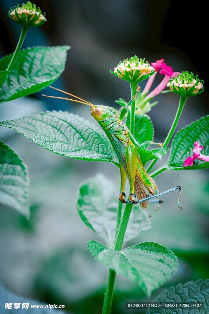 绿叶间的多彩昆虫与花朵