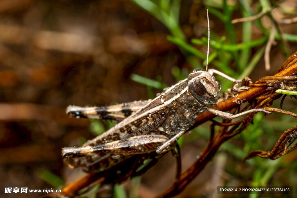 草丛中的迷彩蝗虫