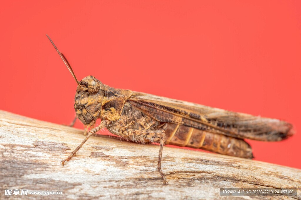 红背景上的棕色蚂蚱