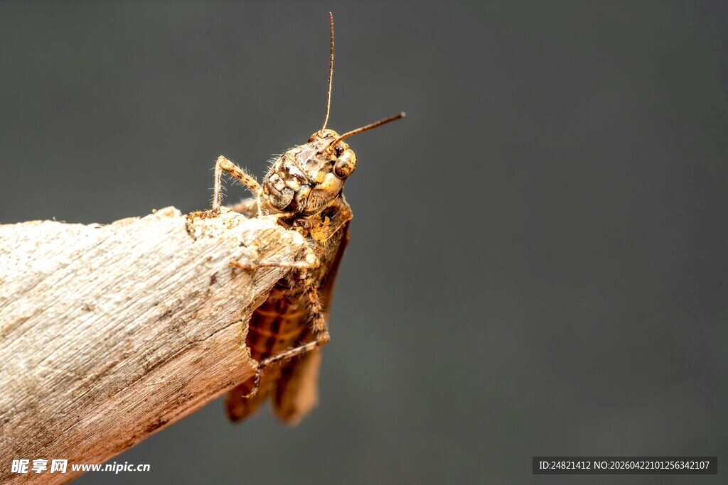 栖息于木枝上的奇特昆虫