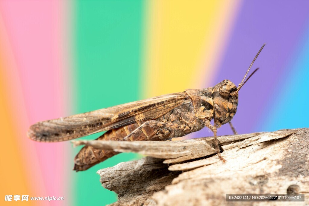 彩色背景上的一只蚂蚱