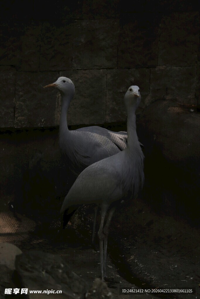 两只灰鹤站立于昏暗处