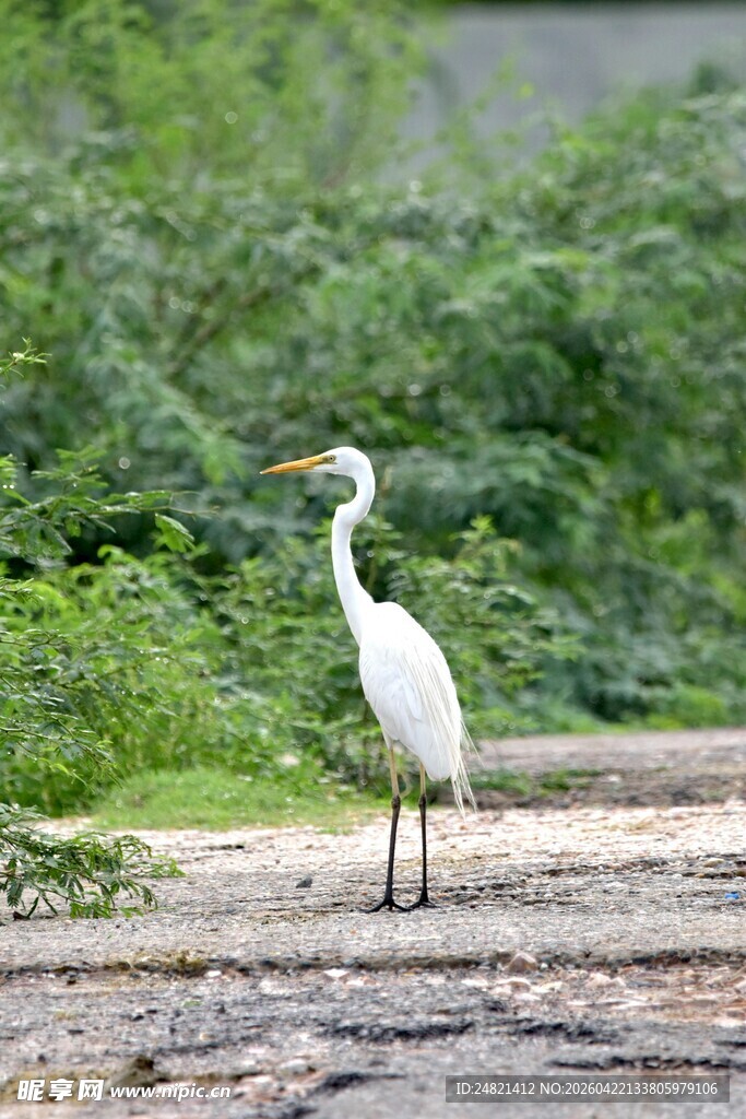 白鹭立于绿意环绕之地