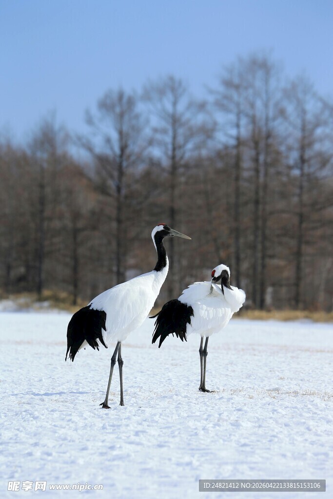 雪地中的优雅丹顶鹤