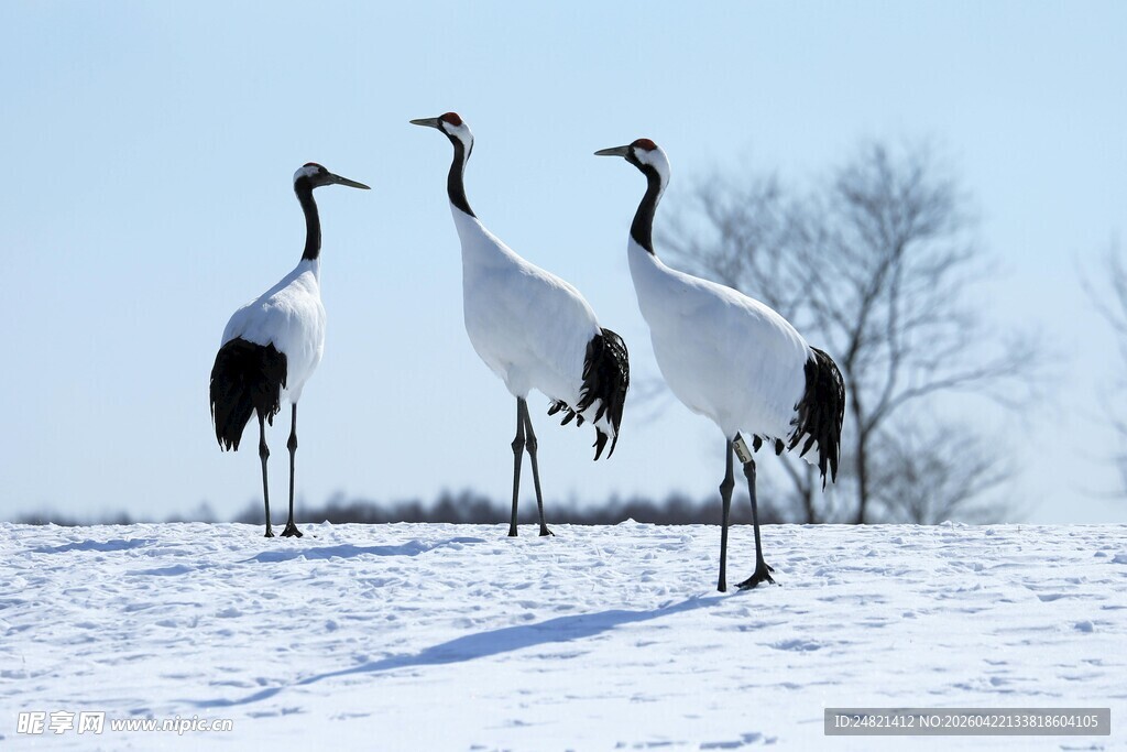 雪地中优雅的丹顶鹤