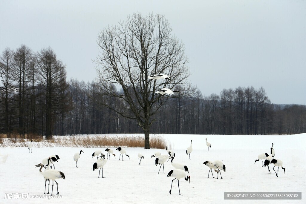 雪地中群鸟栖息的自然景