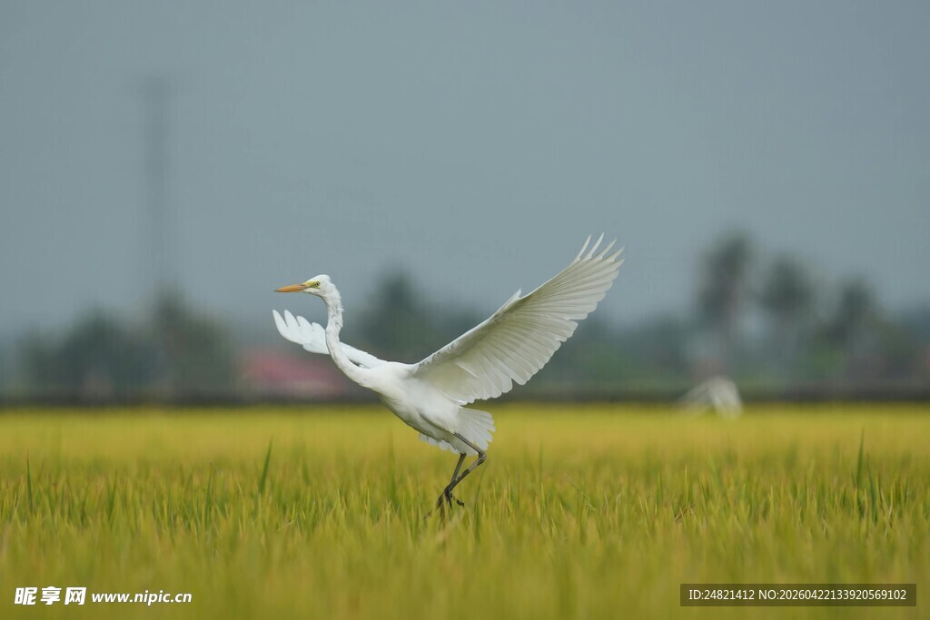 白鹭于稻田展翅飞翔