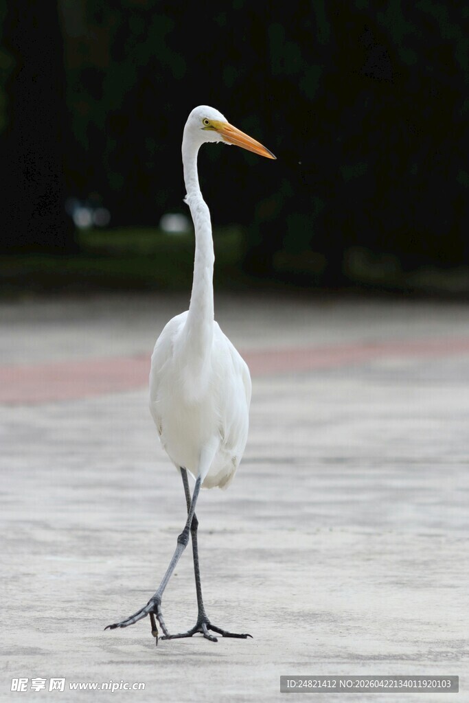 白鹭单脚站立在地面