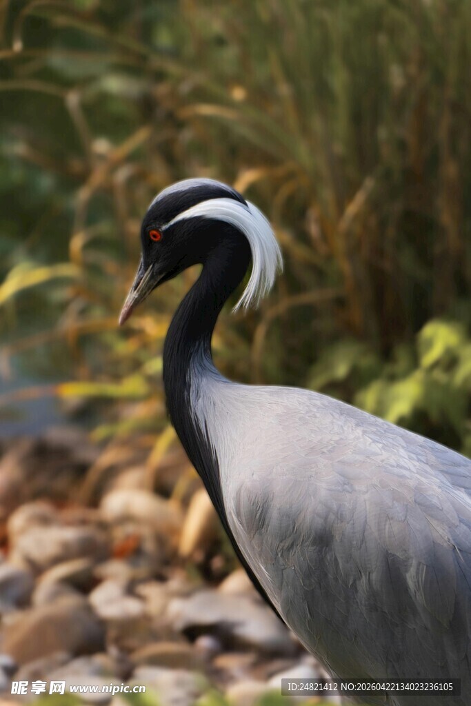 灰冕鹤立于石间