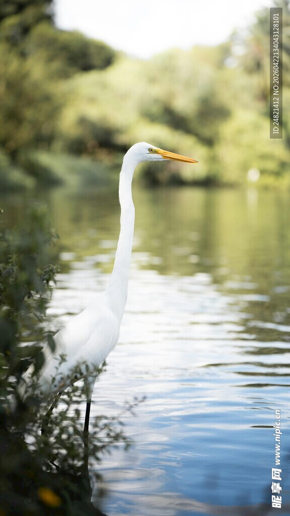 白鹭立于水边景致
