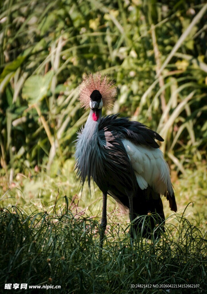 优雅冕鹤立于葱郁草地
