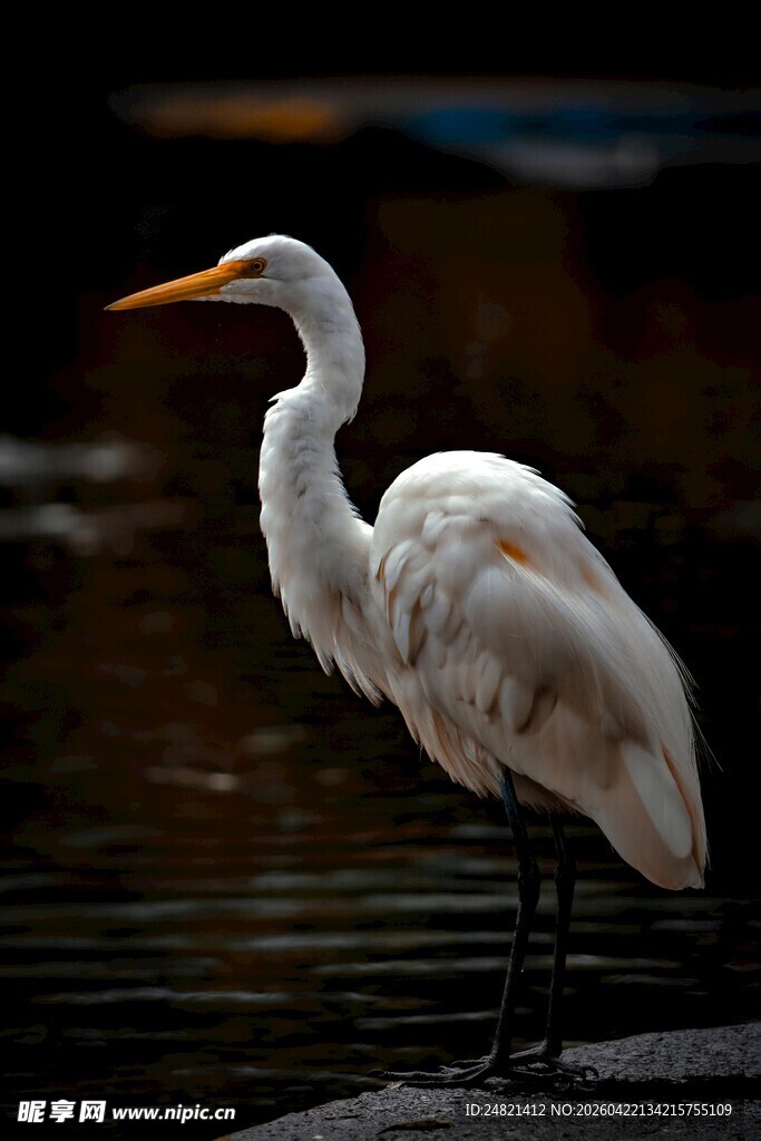 水边伫立的优雅白鹭