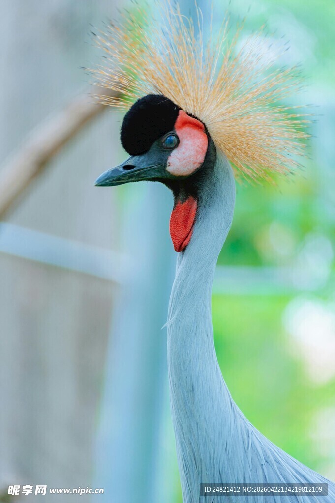 优雅灰冕鹤特写