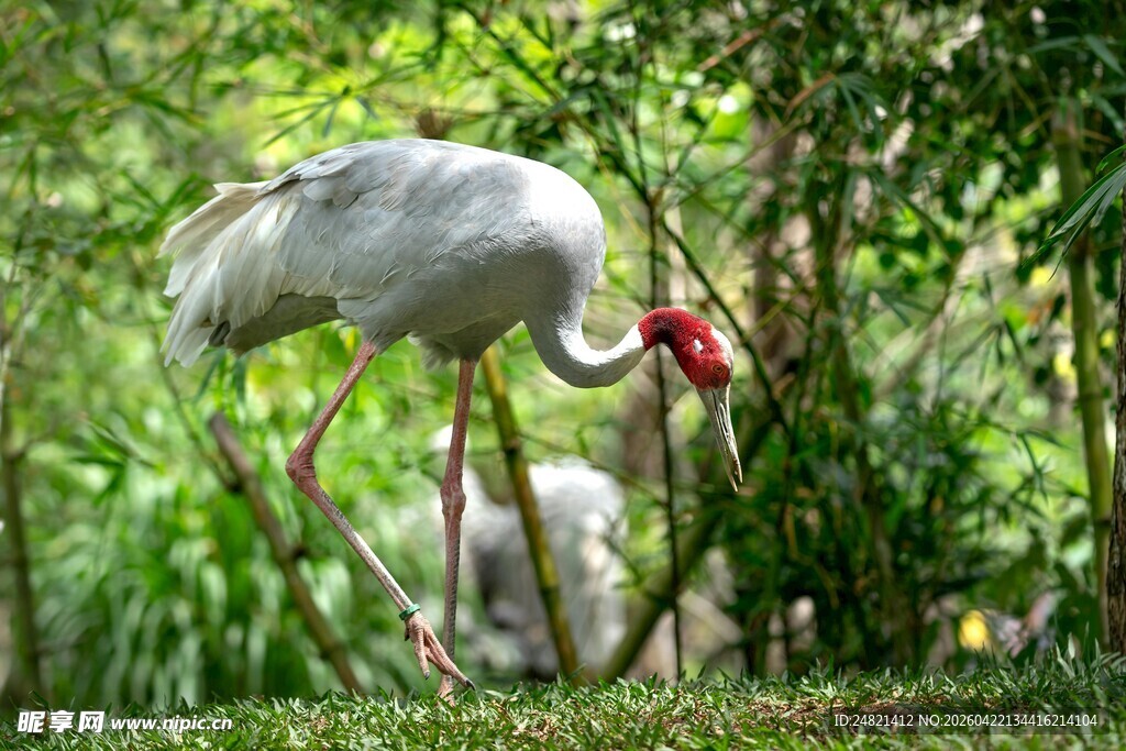 湿地中优雅的红冕鹤
