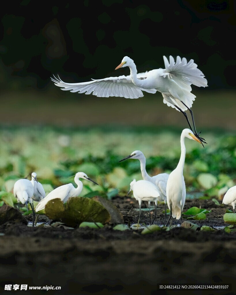 白鹭群舞于湿地